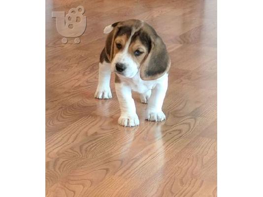 Gorgeous Kc εγγεγραμμένα Beagle Pups